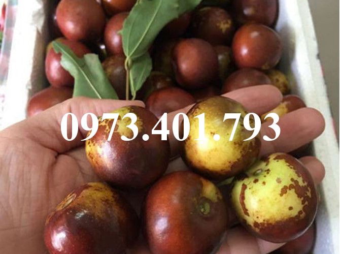 CÂY GIỐNG HỒNG TÁO